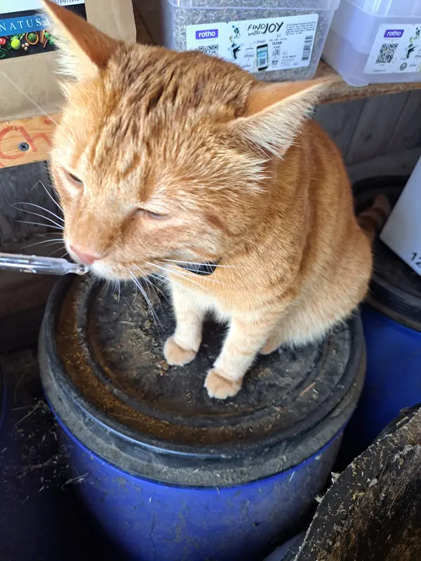 Katze